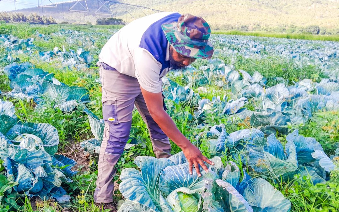 ECRDA Support Turning Farming Potential into Results