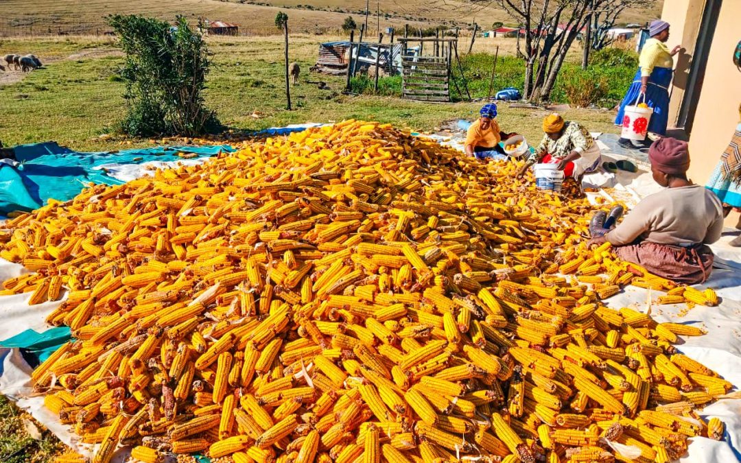 ECRDA Tractor Support Reduces Costs and Unlocks Growth for Mnquma Farmer
