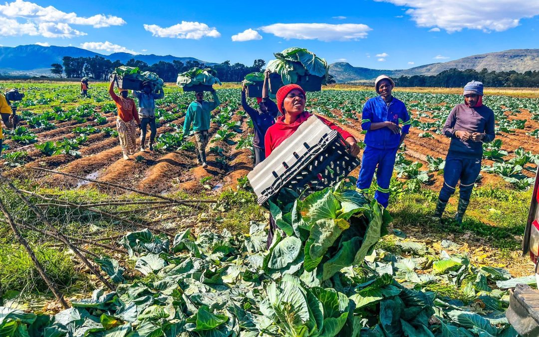 From One Hectare to Twelve: AMAMBANJWA’s Growing Success Story in Bizana